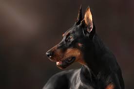 The dog has an aerodynamic body shape and can reach 32 mph. Doberman Pinscher Dog Breed Information