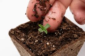 Pumpkin seeds germinate faster with optimal soil temperature, humidity, and air circulation. How To Care For Your Cannabis Seedling Weedmaps