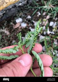 Image result for Phyllanthus fraternus