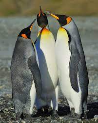 King Penguins Standoff Penguins King Penguin Emperor Penguin