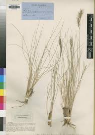 Image result for Aristida stipitata