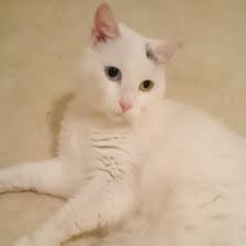 I M Fostering A Cat For The First Time Is It Normal For Heterochromatic Cats To Have Differently Dilated Pupils Cats The Fosters Dilated Pupils