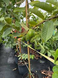 Image result for Psidium guajava