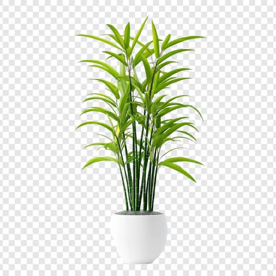 Decorative Plant Accent