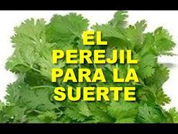 Tuvimos luna nueva y el cielo era espectacular. El Perejil Para Tener Suerte Atraer El Dinero Y Energias Positivas En Casa Y Negocios Con Perejil Zodiac Mind Mudras Mantras