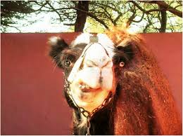 The newborn calf is able to walk well the arabian camel it is present in the spanish autonomous cities located in africa: Piebald Camels Pastoralism Full Text