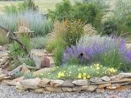 A 1996 high country gardens introduction. Texas Drought Resistant Plants Blogs Google Search Drought Resistant Plants Backyard Cute766