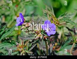 Image result for Geranium `Purple Haze`