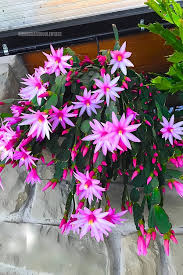 Image result for Gaertnera