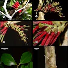 Image result for Agelanthus sansibarensis