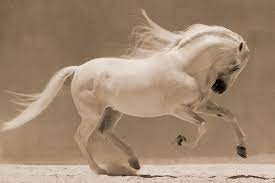 Die pferde (equus) sind die einzige rezente gattung der familie der equidae. Spanisches Pferd Andalusier Pura Raza Espanola Spanische Pferde