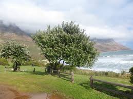 Image result for Tarchonanthus camphoratus