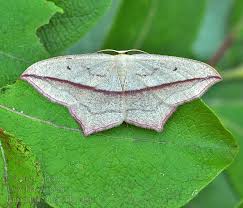 Image result for Timandra griseata