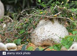 Schwarzer pilz ernährt sich von strahlung. Elefantenfuss Pflanze Stockfotos Und Bilder Kaufen Alamy