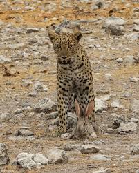 Leopard attacks are attacks inflicted upon humans, other leopards and other animals by the leopard. Photographer Of The Year 2021 Weekly Selection Week 2 Africa Geographic