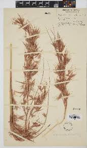 Image result for Hyparrhenia anamesa