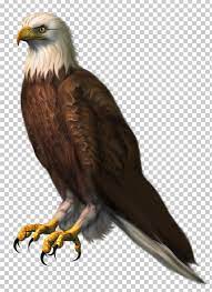 Bald Eagle Png Accipitridae Accipitriformes Bald Eagle Beak Bird Bald Eagle Blur Background In Photoshop Photo Background Images Hd