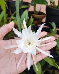 Who Is The Queen Of The Night Succulent Succulent City
