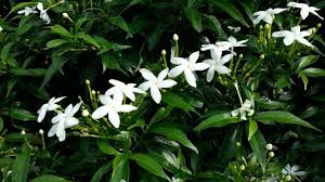 Comment Habiller Son Grillage Clotures Grillages Bien Au Jardin En 2020 Plante Grimpante Plante Grimpante Persistant Plante Brise Vue