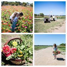 There should be more colours can carry their own significance and fortunately we have a gorgeous array of colours to. Pick Your Own Flowers Mannerim Stables Co Marcus Hill