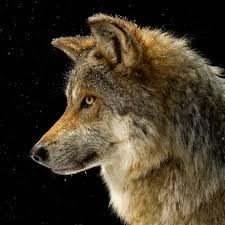 wolf national geographic