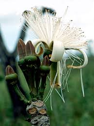 Image result for Pseudobombax