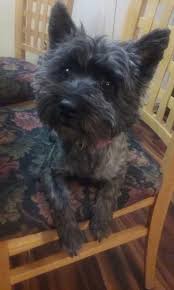 Check our website for cute and healthy puppies. Cairn Terrier Puppy Dog For Sale In Cleveland Ohio
