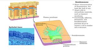 Cell junctions as the name suggest connecting different types or the same type of cells in an they are classified into tight junctions and septate junctions, of which the former constitute proteins desmosomes are the adhesive specialized cell junctions, which connect one cell to another via. Type Of Cell Junctions Desmosome Hemidesmosomes And Gap Junctions Youtube
