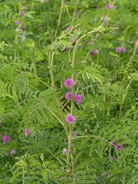 Image result for Mimosa diplotricha