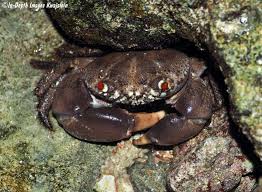 Image result for Sebaea junodii