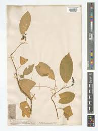 Image result for Hilleria