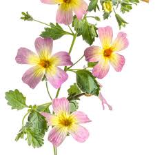 Image result for Jamesbrittenia