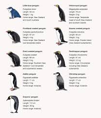 general information information about penguins