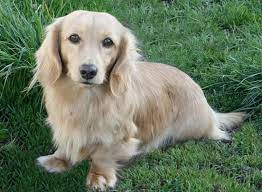 Longdox Creams Longhair English Cream Dachshund Puppies Dachshund Breed Long Haired Dachshund