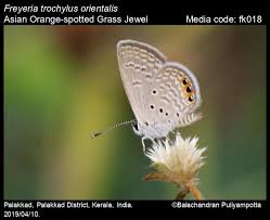 Image result for Rhynchosia torrei