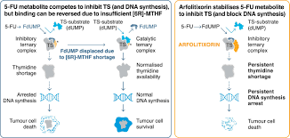 From our research about the university of mpumalanga second semester 2021. Metastatic Colorectal Cancer Advances In The Folate Fluoropyrimidine Chemotherapy Backbone Cancer Treatment Reviews