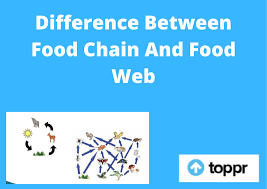For instance, grass can be eaten by rabbit, grasshopper, goat, and horses. Difference Between Food Chain And Food Web In Tabular Form