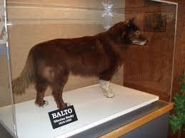 Balto The Sled Dog Alaskan Dog Dog Sledding Famous Dogs