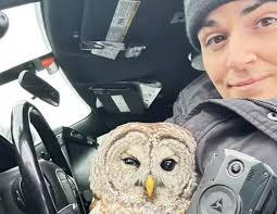 Lucky Owl Gets Spotted By New York State Trooper