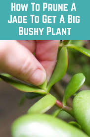 How To Prune A Jade To Get A Big Bushy Plant With Photos In 2020 Jade Plant Pruning Jade Plant Care Jade Plants