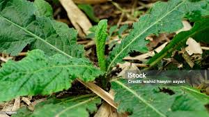 Image result for Elephantopus scaber