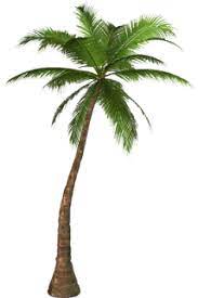 Free High Resolution Graphics And Clip Art Palm Tree Png Palm Tree Png Palm Trees Painting Tropical Tree