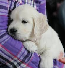 Akc golden retriever puppies are ofa certified and have champion bloodlines. Pure English Golden Retriever Puppies Available For Sale In Carson City Michigan Classified Americanlisted Com