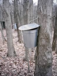 If you want to know how to grow a shantung maple, read on. Interesting Facts About Maple Trees Description And Uses Owlcation