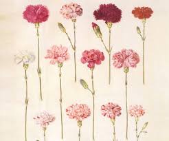 On The Brink Of Greatness Carnation Tattoo Carnation Flower Tattoo Botanical Prints