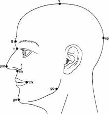 Click on the images to see the pdf versions with exercises. Elements Of Morphology Human Malformation Terminology
