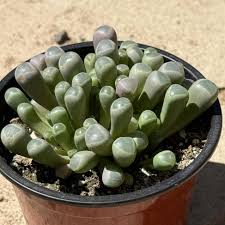 Image result for Tephrosia dasyphylla