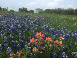 Your blue flower paintbrush stock images are ready. 5 Facts About Indian Paintbrush Explore Texas