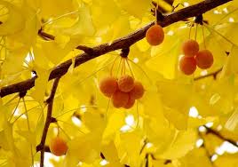 ぎんなんの食べ過ぎで中毒死 ゴボウの保存法間違え食中毒 実は危険な食べ物リスト