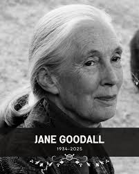 Jane Goodall, the conservationist renowned for her groundbreaking  chimpanzee field research and globe-spanning environmental advocacy, has  died. She was 91.